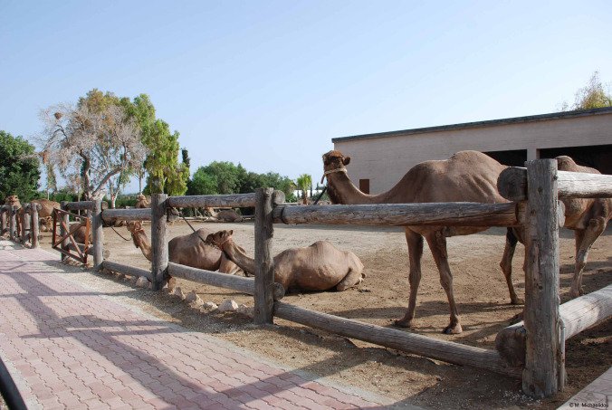 10200-sites/default/files/camel_park_mazotos.jpg