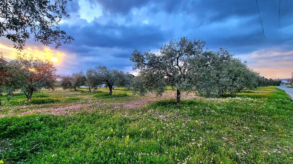 Γιάννα Χαραλάμπους.jpg