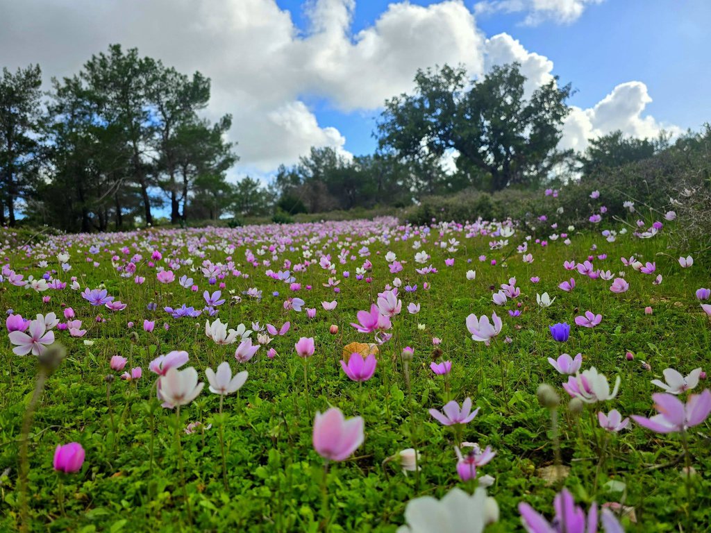 Kostas Papasavva.jpg