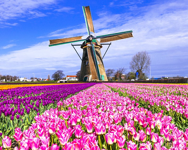Netherlands_Fields_485130.jpg