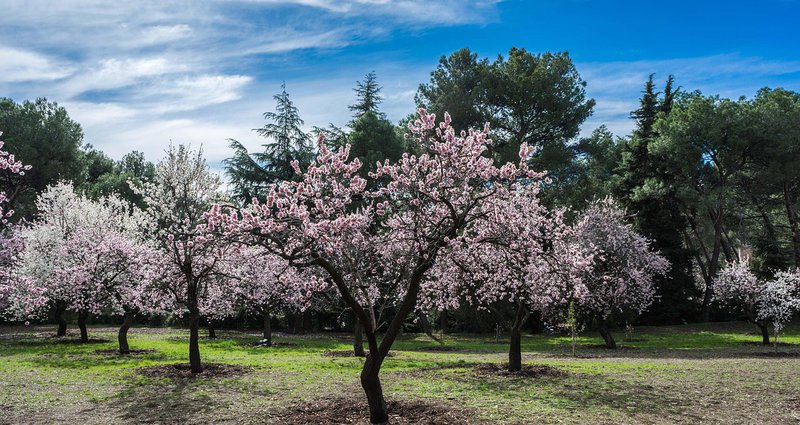 almond-tree-1226314_1280.2e16d0ba.fill-1375x729.jpg