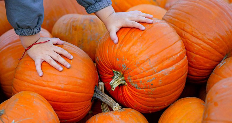 ap_pumpkins_jpg.2e16d0ba.fill-1375x729.jpg