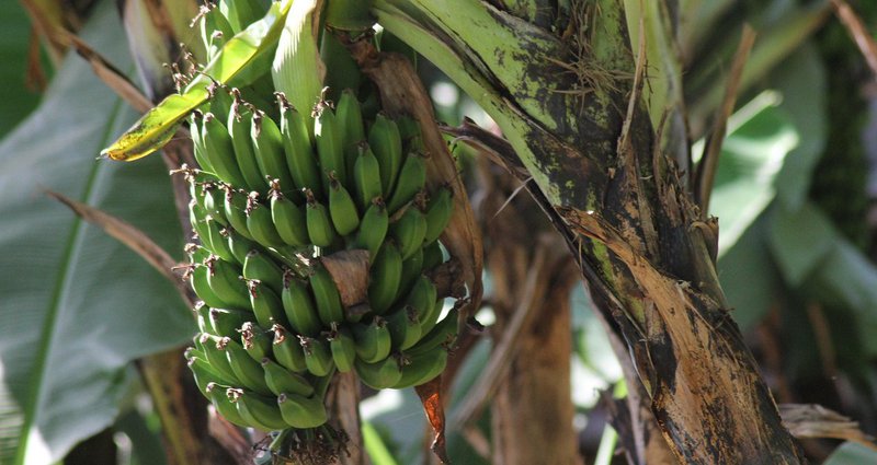 bananas-5273308_1280.2e16d0ba.fill-1375x729.jpg