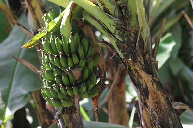 bananas-5273308_1280.jpg