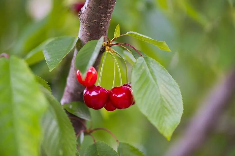 cherries-03.webp