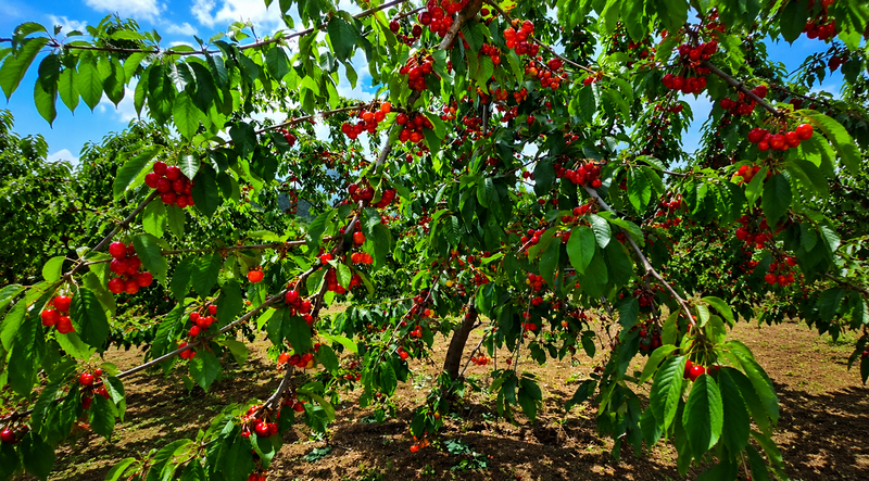 cherryfest3.png