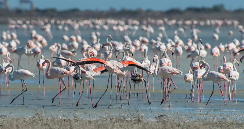 cyprus-greater-flamingos.2e16d0ba.fill-1375x729.png