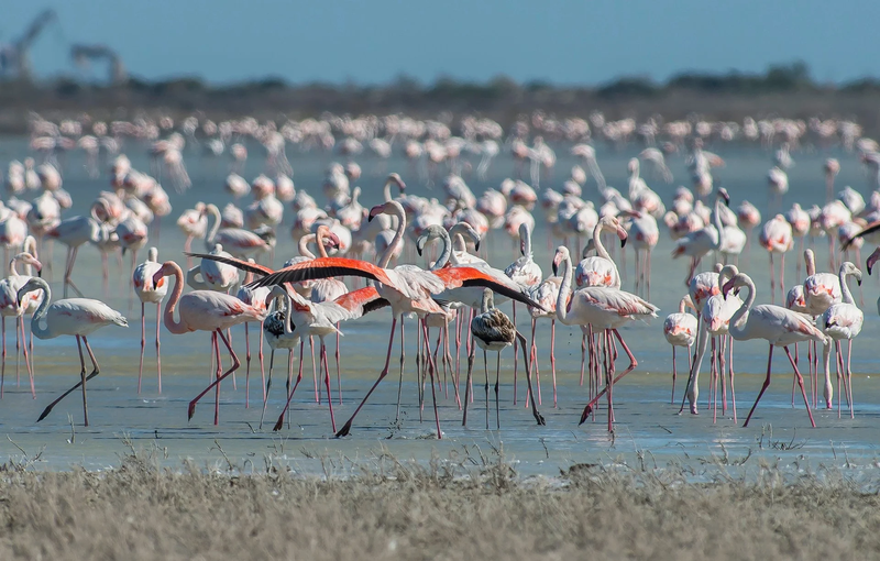 cyprus-greater-flamingos.webp