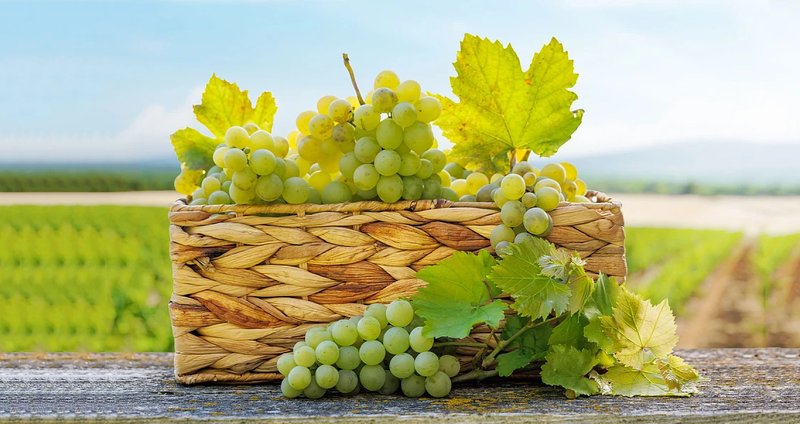 grape2-1.2e16d0ba.fill-1375x729.png