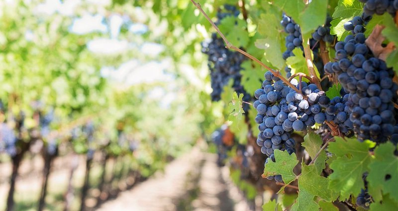grapes-553462_1280_1.2e16d0ba.fill-1375x729.jpg