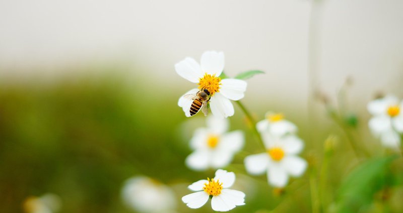 jaffe-bee-573688_1920.2e16d0ba.fill-1375x729.jpg