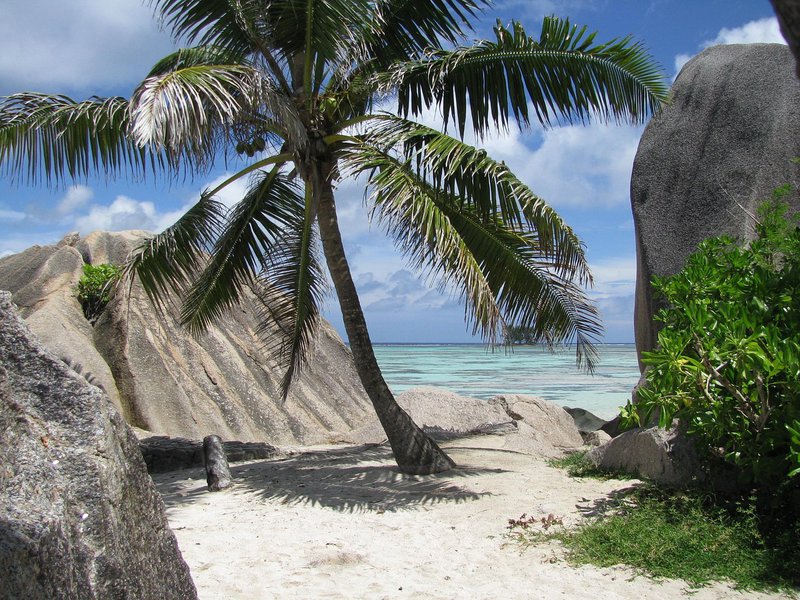 palm-tree-322643_1280.jpg