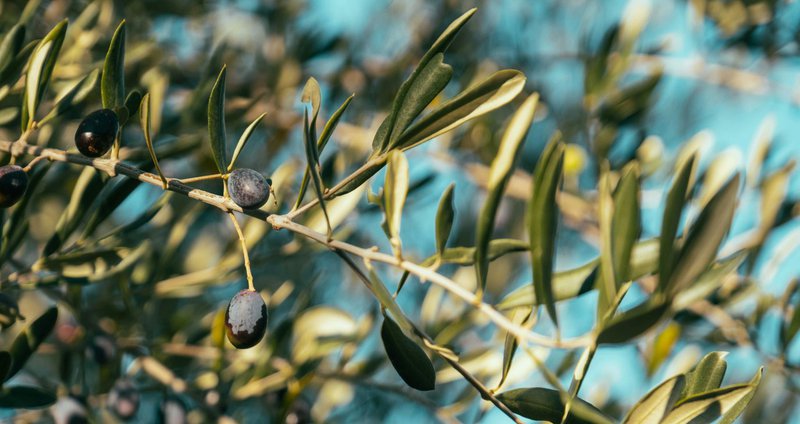pexels-francesco-ungaro-10663801.2e16d0ba.fill-1375x729.jpg