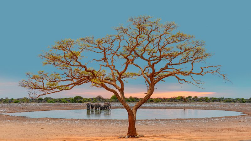 shutterstock_Etosha-national-park-1.jpg