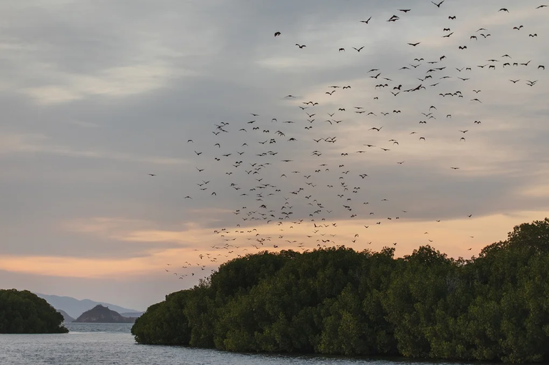 shutterstock_Fruit-Bat-Migration-Kasanka-National-Park.webp