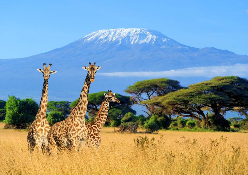 shutterstock_Mount-Kilimanjaro-2.jpg