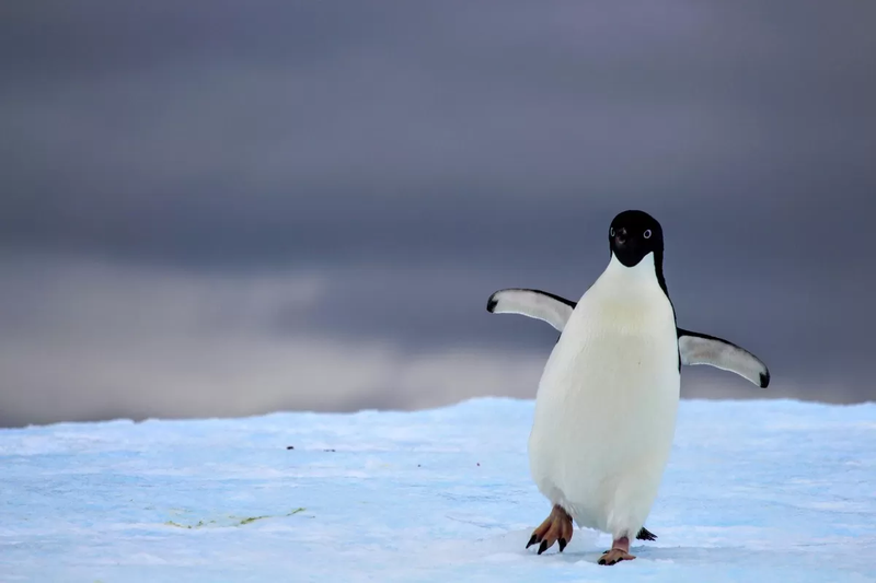 small-penguin-unsplash.webp