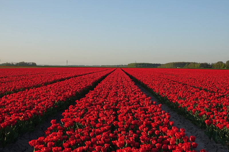 tulips-5104268_1280.jpg