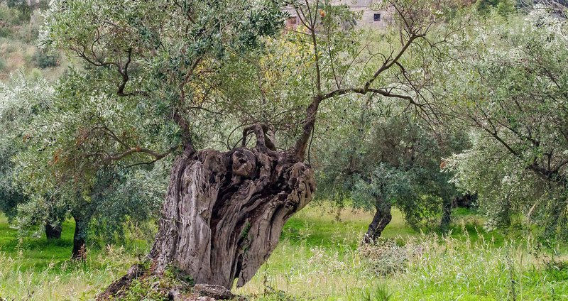 valtercirillo-olive-tree-1973386_.2e16d0ba.fill-1375x729.jpg