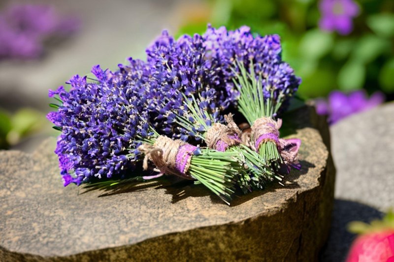 van3ssa-lavender-9026969_1920.jpg