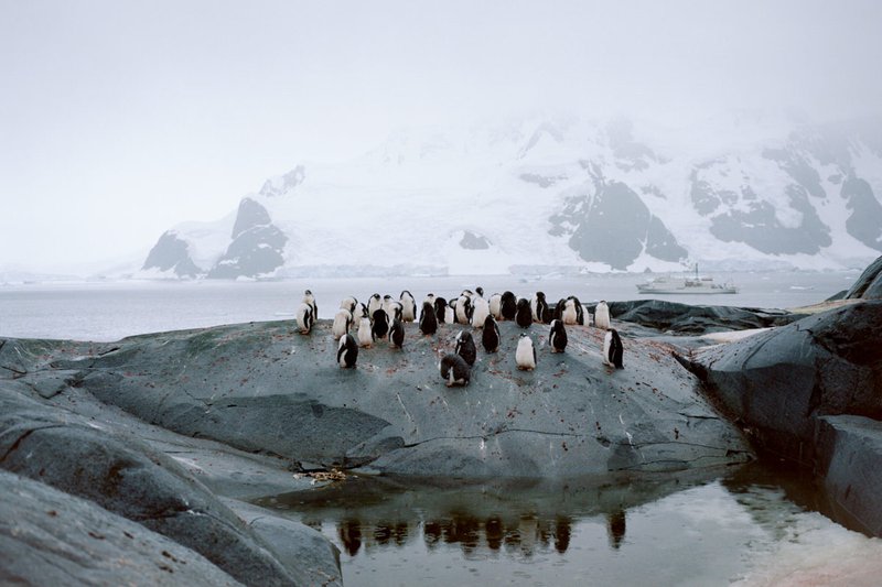 wrenee-antarctica-pleneau-island-gentoo-penguins-3.jpg